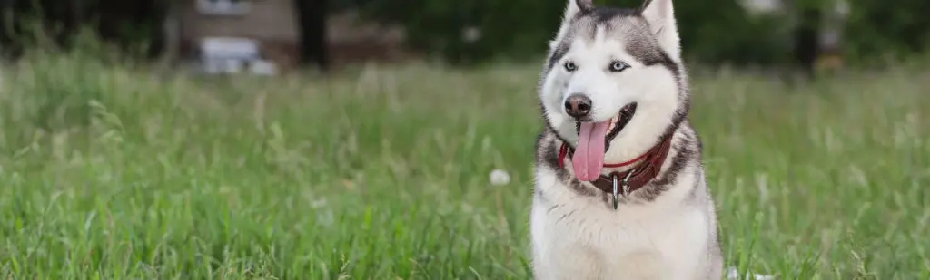 Happy Siberian Husky on a grassy field