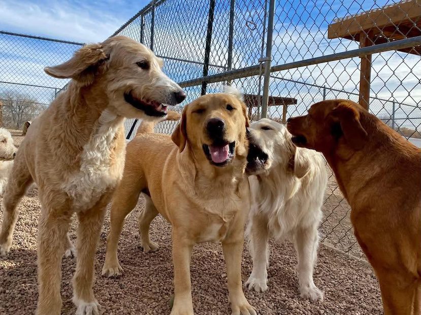 whispering-pines-canine-country-daycare