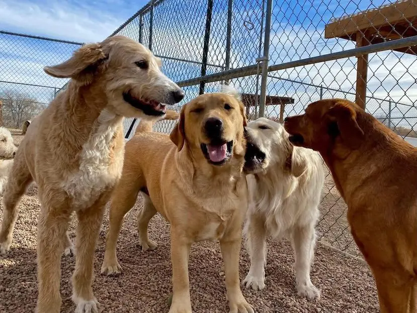 whispering-pines-daycare golden retriever and lab mix dogs at whispering pines pet resort daycare