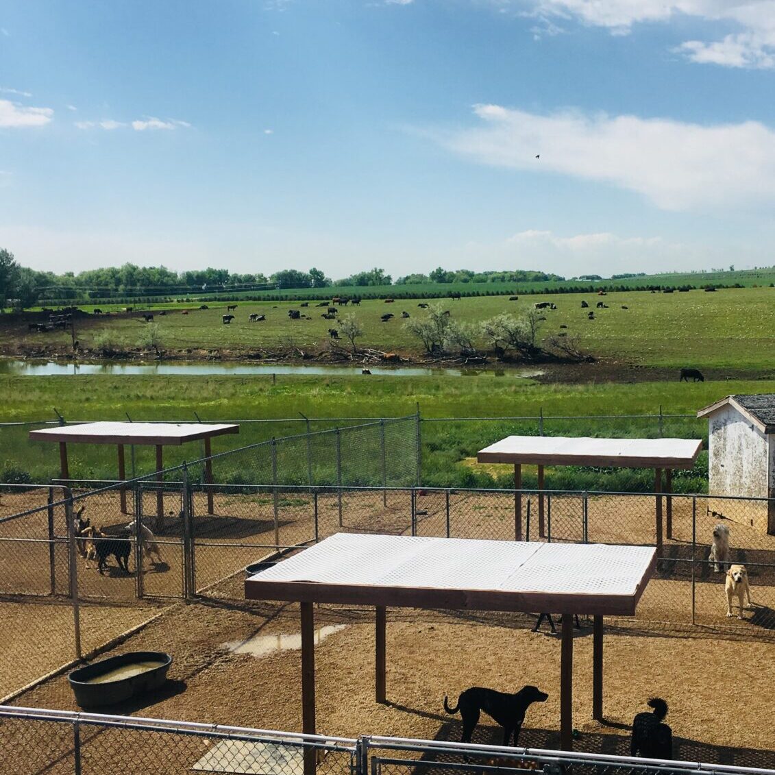Whispering Pines pet resort